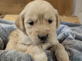 Golden Retriever dogs Bella - Ad 19