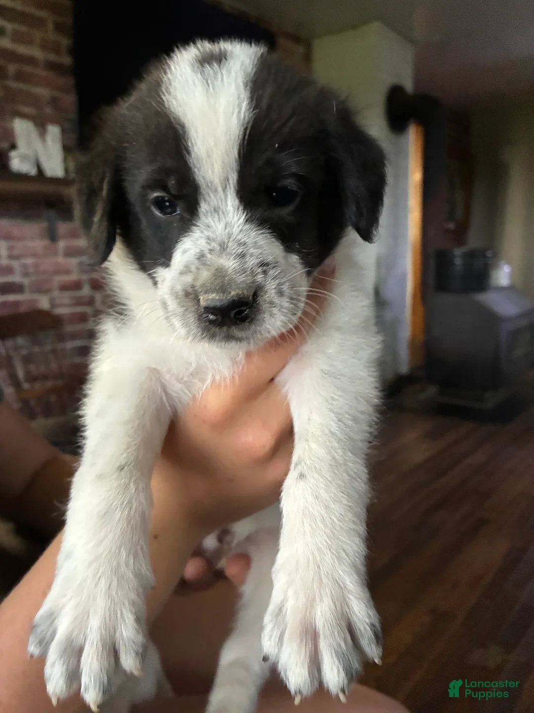 Mixed Breed dogs for sale: Aussie Doodle Male  - Ad 2