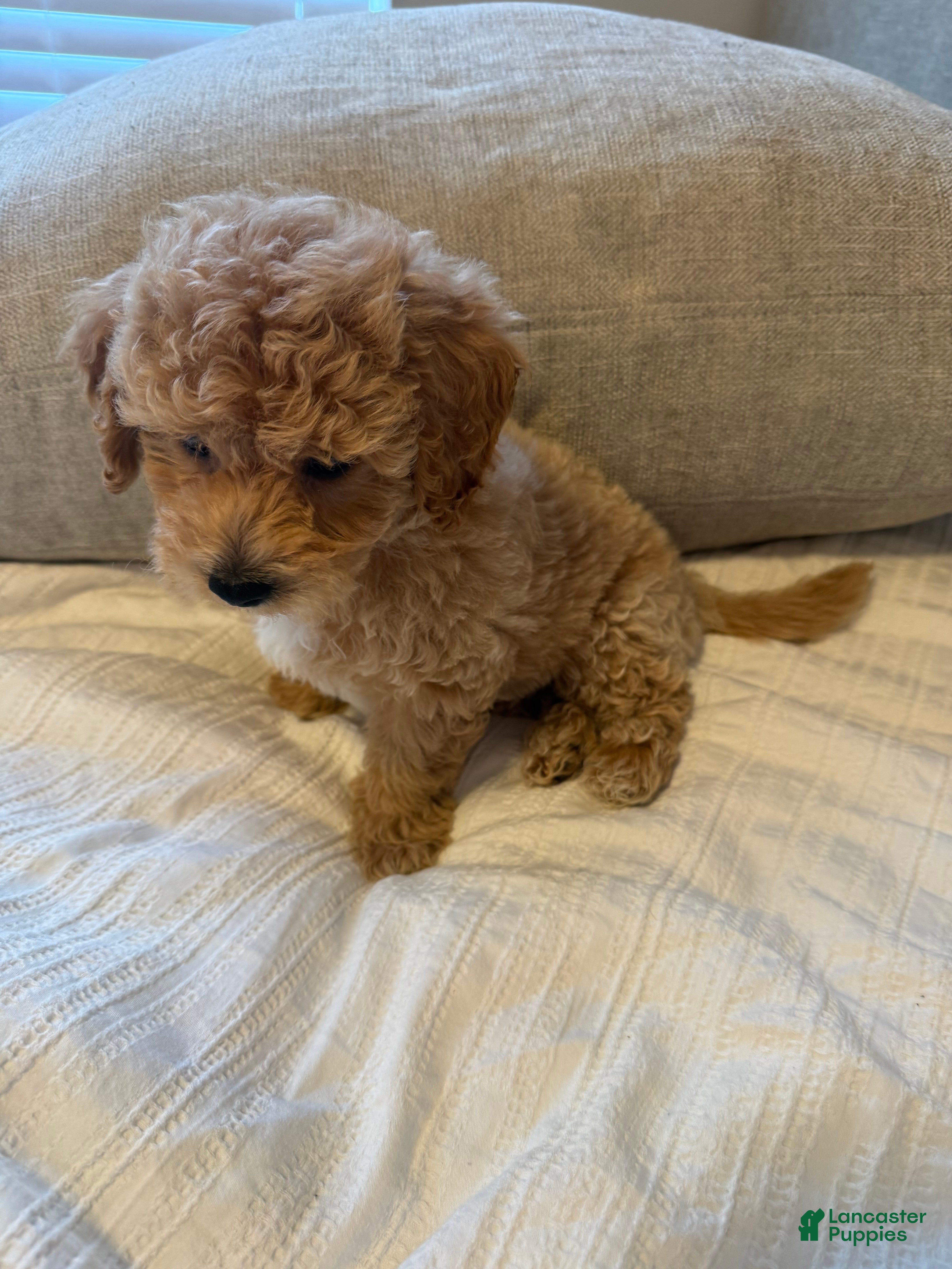 Bichpoo dogs Milo - Ad 2