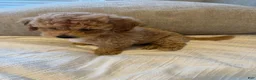Bichpoo dogs for sale: Milo - Ad 2