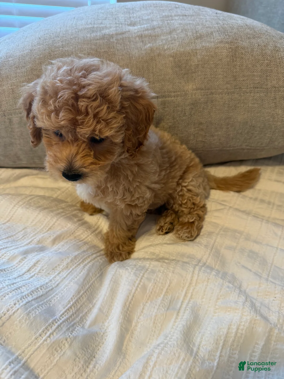 Bichpoo dogs for sale: Milo - Ad 2