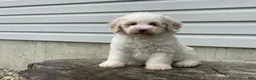 Miniature Poodle dogs for sale: Dazzler Miniature Poodle  - Ad 6