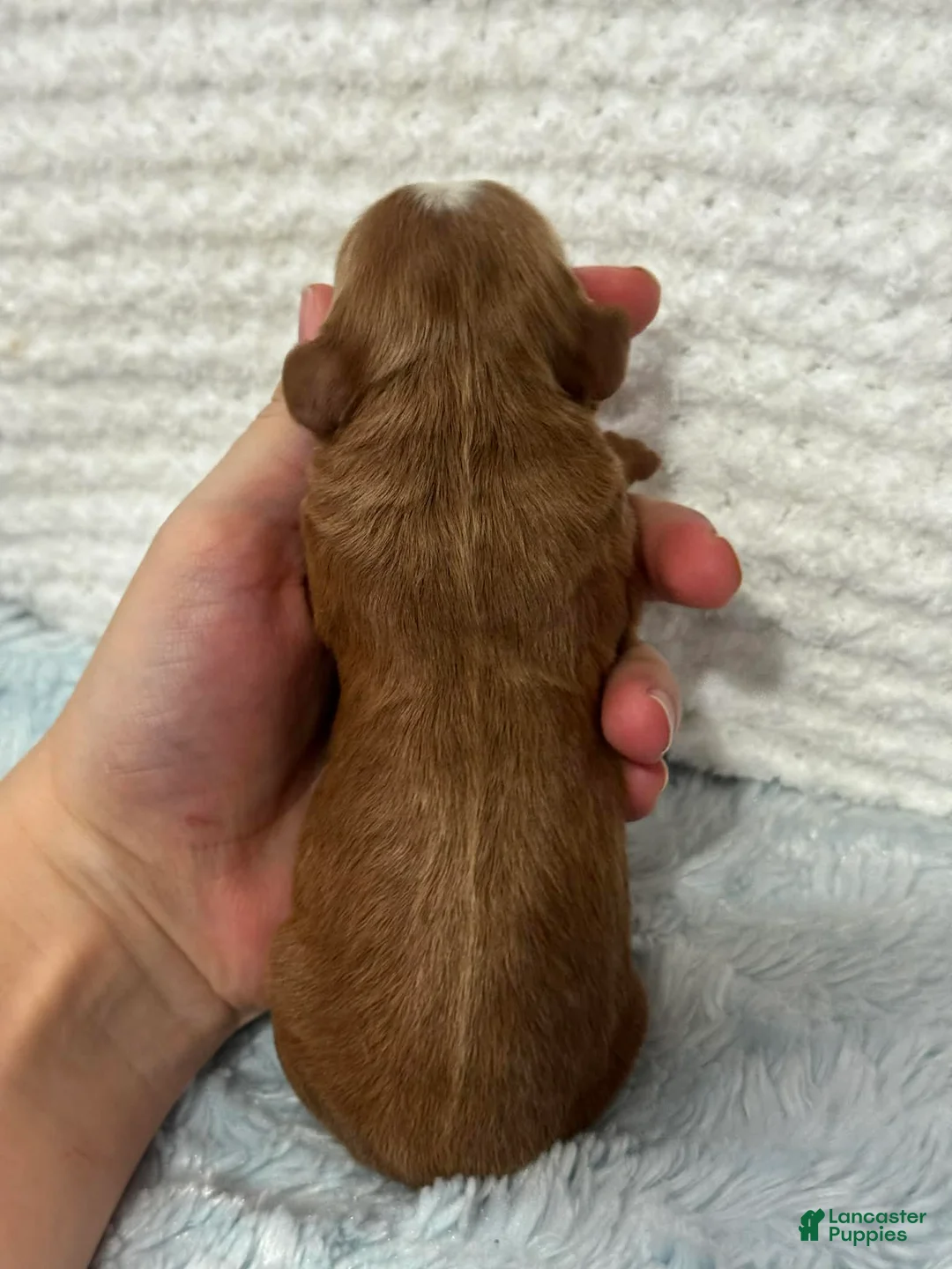 Cavapoo dogs for sale: Teddy - Ad 4