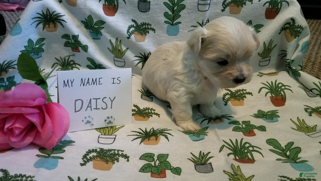 Maltipoo dogs for sale: Daisy - Ad 9