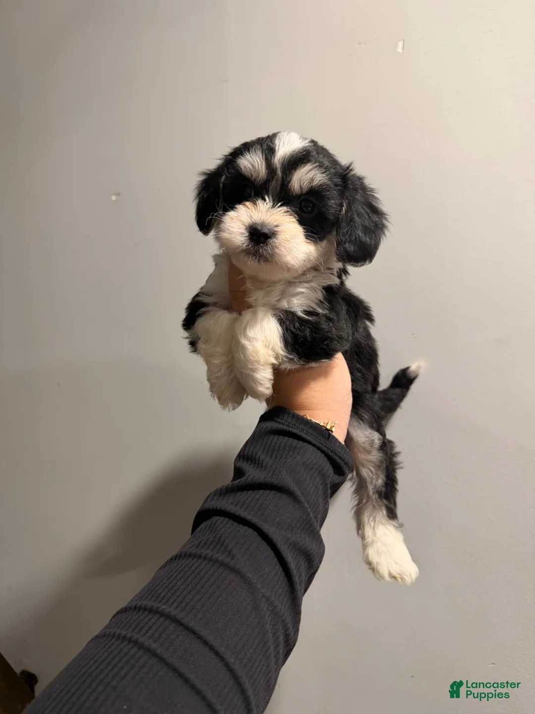 Shih Tzu dogs for sale: Vanilla - Ad 12