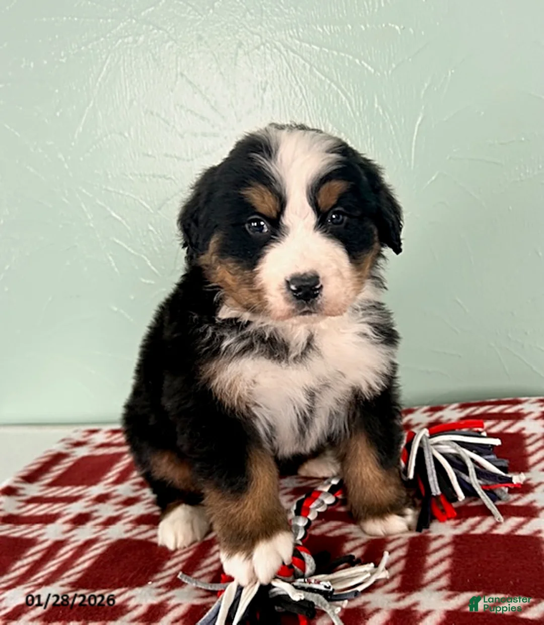 Bernese Mountain Dog dogs for sale: Sebastian - Ad 3
