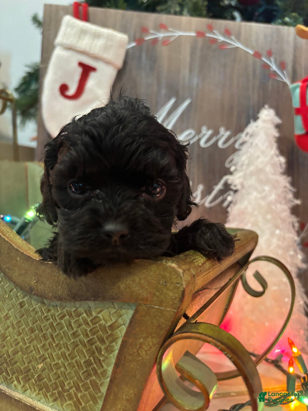 Cockapoo dogs for sale: Cockapoo Puppy 3 - Ad 1