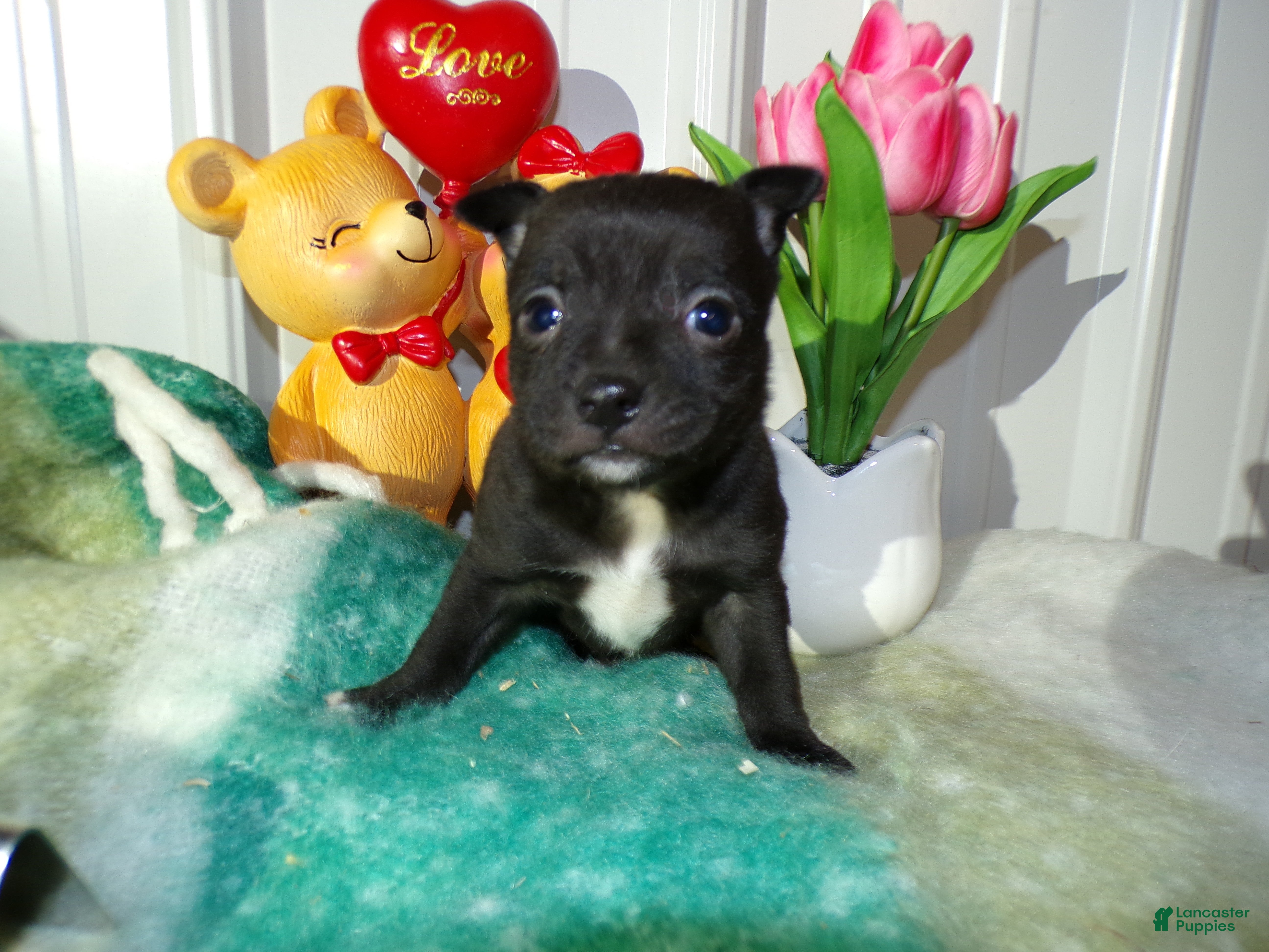 Chihuahua dogs Chihuahua Puppy 2 Rorie - Ad 24