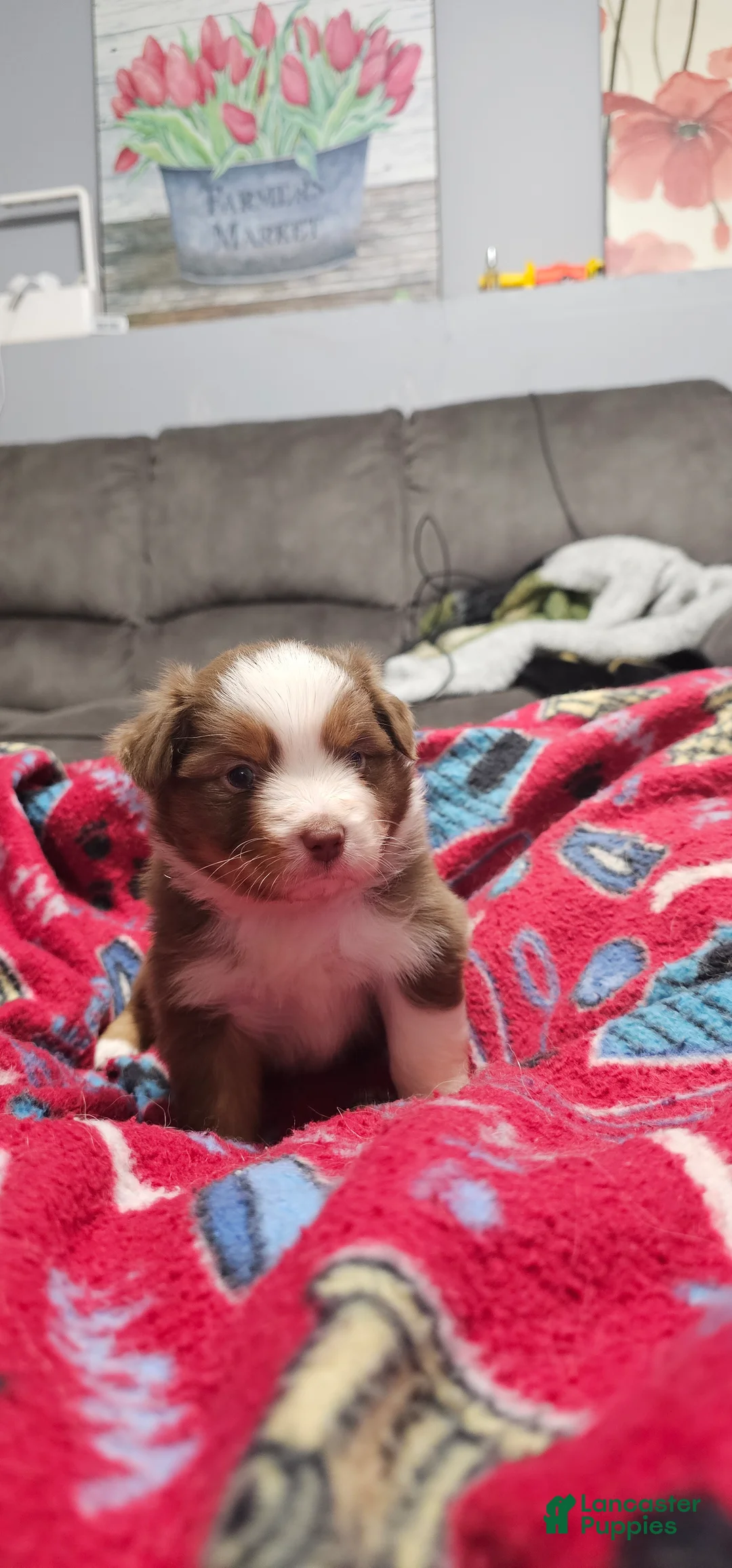 Miniature Australian Shepherd dogs for sale: Bread - Ad 5