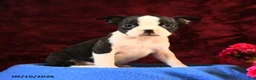 Boston Terrier dogs for sale: Charlie - Ad 3