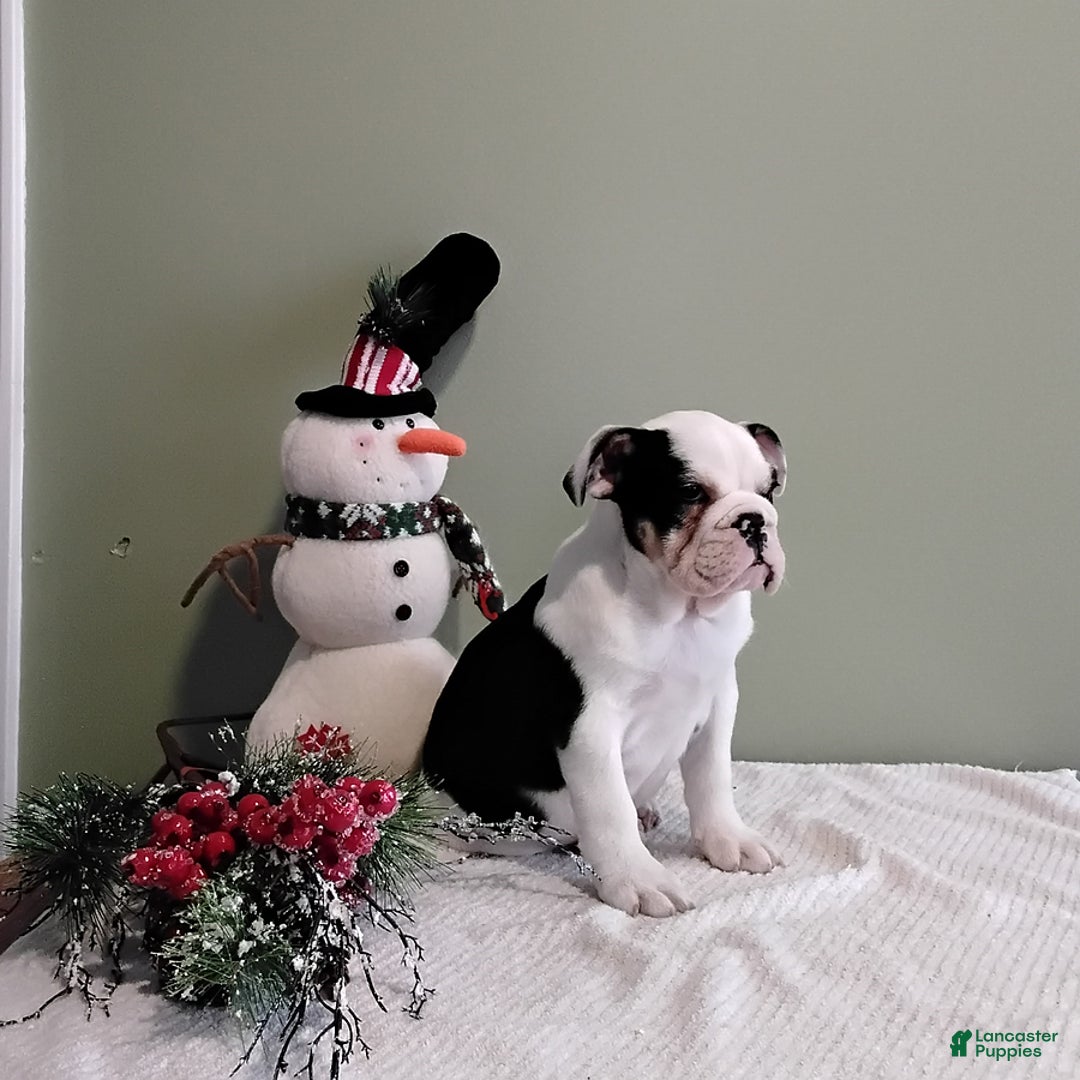 English Bulldog dogs for sale: Winifred - Ad 2