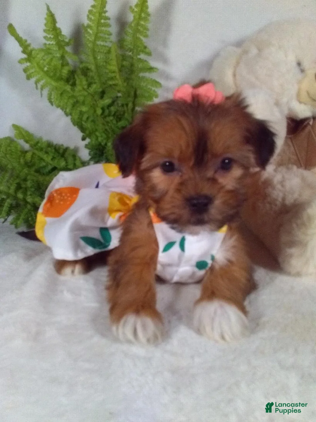 Shorkie dogs for sale: Paris - Ad 2