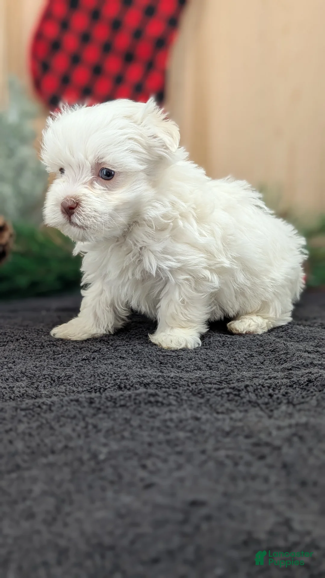 Havanese dogs for sale: Zeus - Ad 5