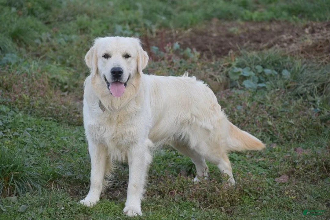 Golden Retriever dogs for sale: Pearl - Ad 7