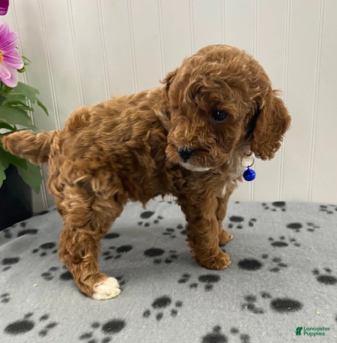 Toy Poodle dogs for sale: River - Ad 2