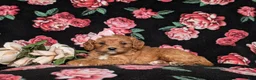 Cavapoo dogs for sale: Kamryn - Ad 5