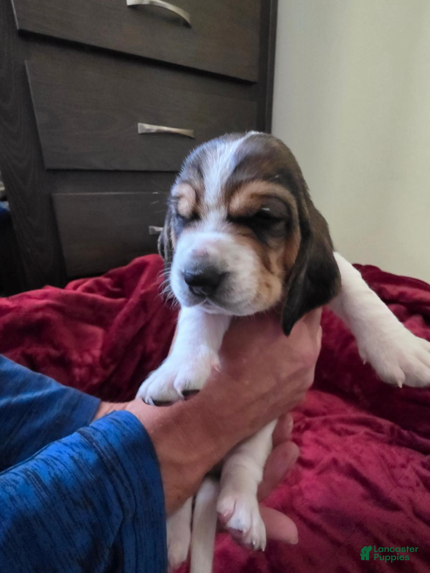 Basset Hound dogs for sale: Basset Hound 5 - Ad 34