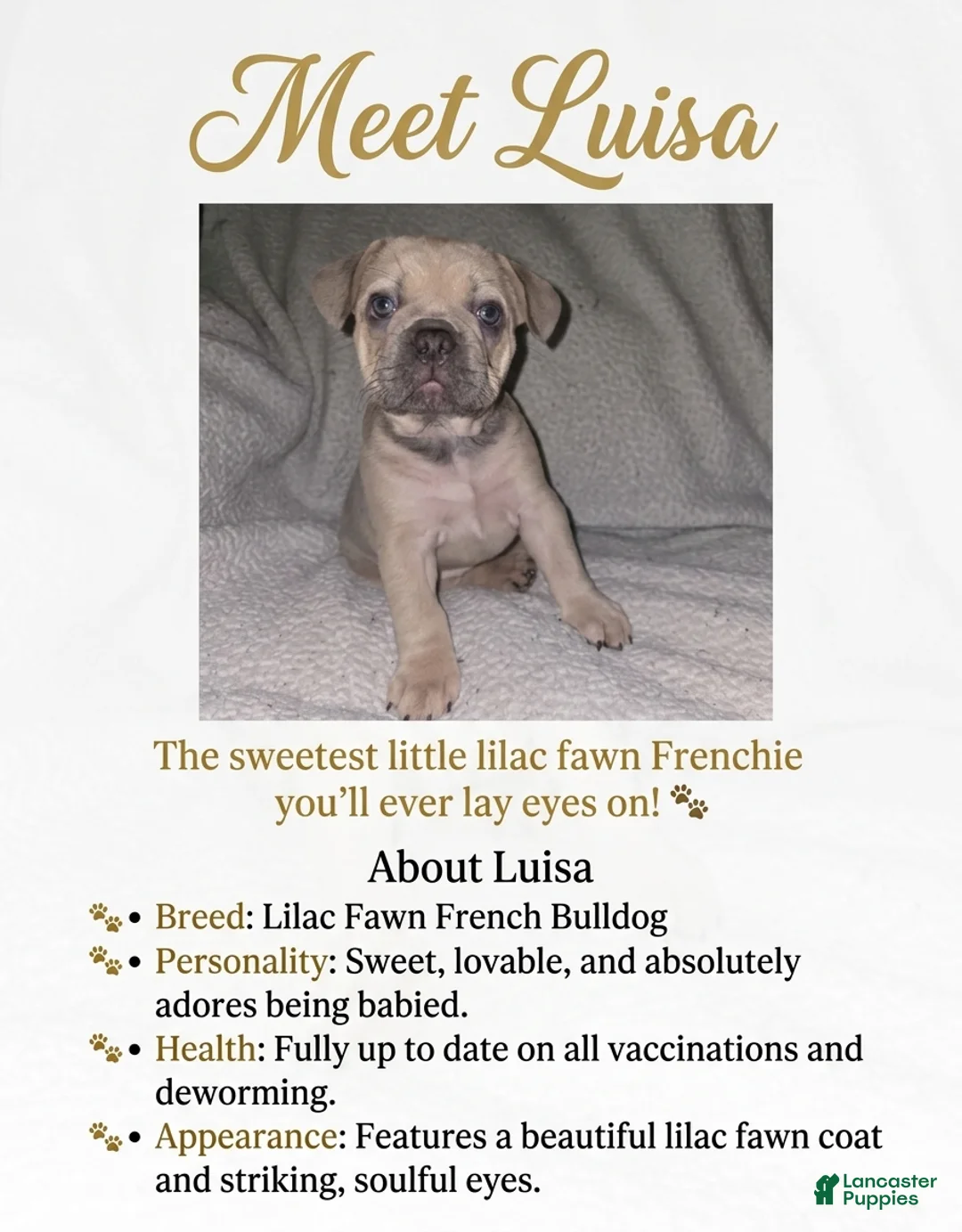 French Bulldog dogs for sale: French Bulldog Puppy 3 - Ad 1