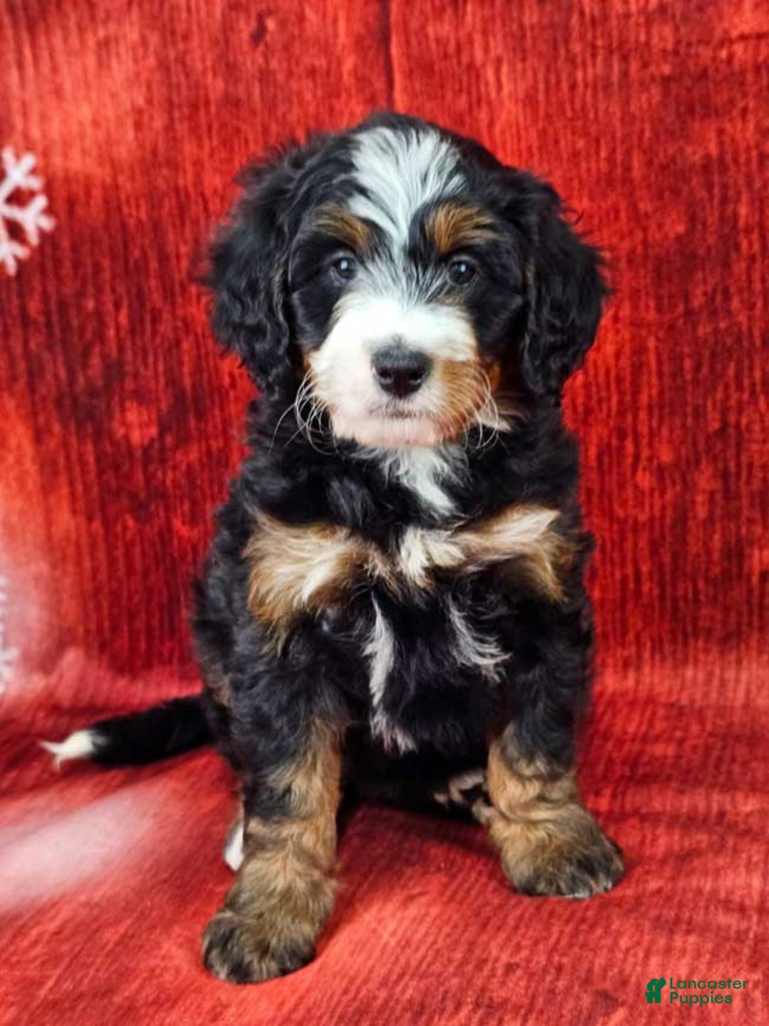 Mini Bernedoodle dogs for sale: Angelica - Ad 1