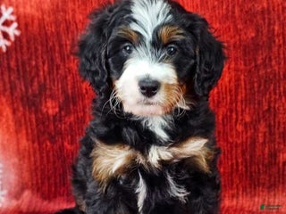 Mini Bernedoodle dogs Angelica - Ad 30