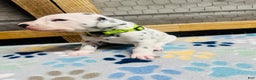 Dalmatian dogs for sale: Dalmatian Puppy Lime Green Collar - Ad 2