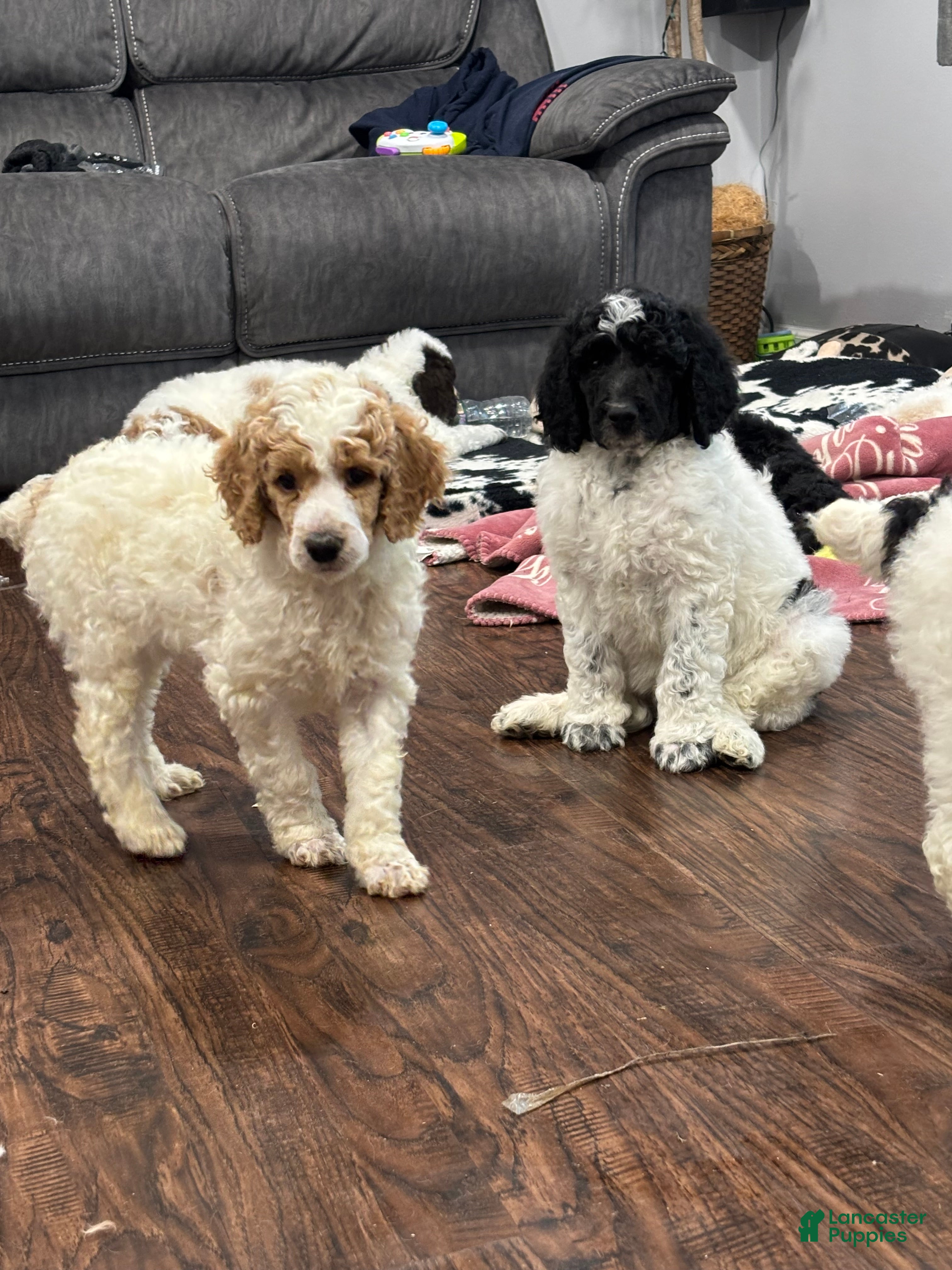 Standard Poodle dogs Bennet  - Ad 2