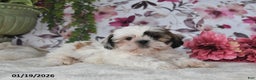 Shih Tzu dogs for sale: Dean - Ad 4