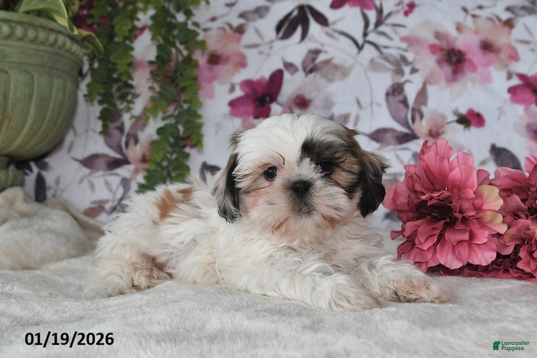 Shih Tzu dogs for sale: Dean - Ad 4