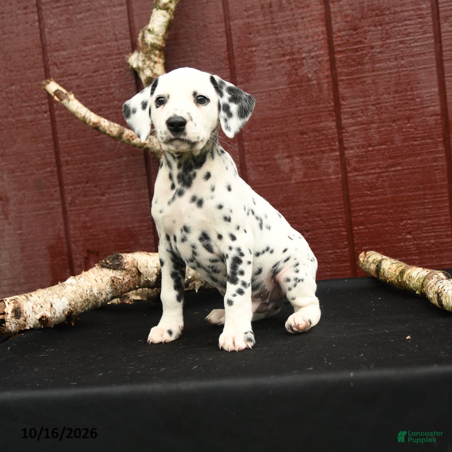 Dalmatian dogs Jeep - Ad 1