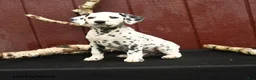 Dalmatian dogs for sale: Jeep - Ad 1