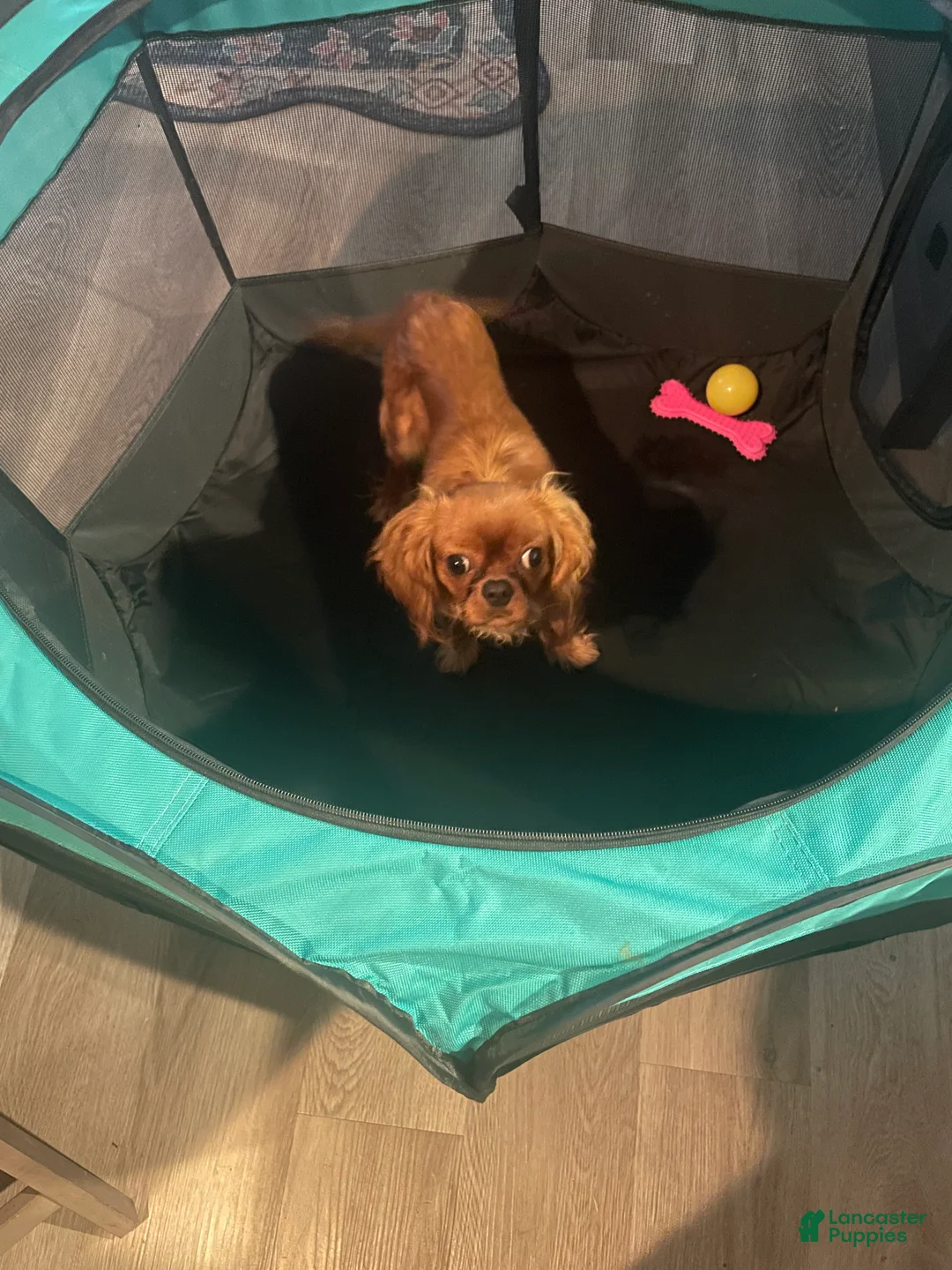 Cavalier King Charles Spaniel dogs for sale: Cavalier King Charles Spaniel Puppy 1 - Ad 1