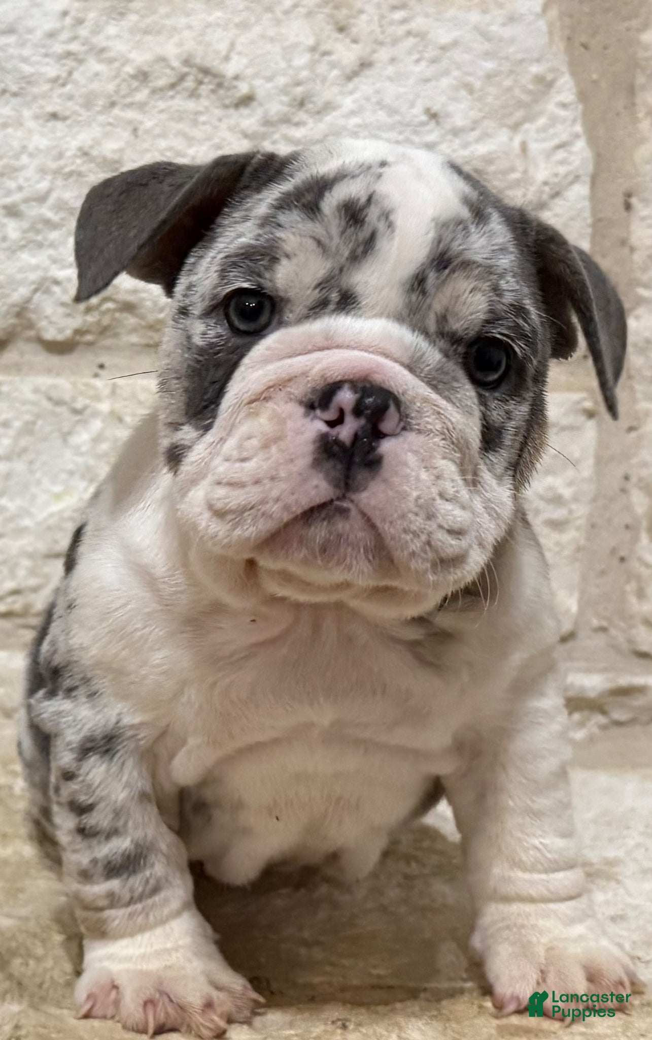 English Bulldog dogs Chase - Ad 1