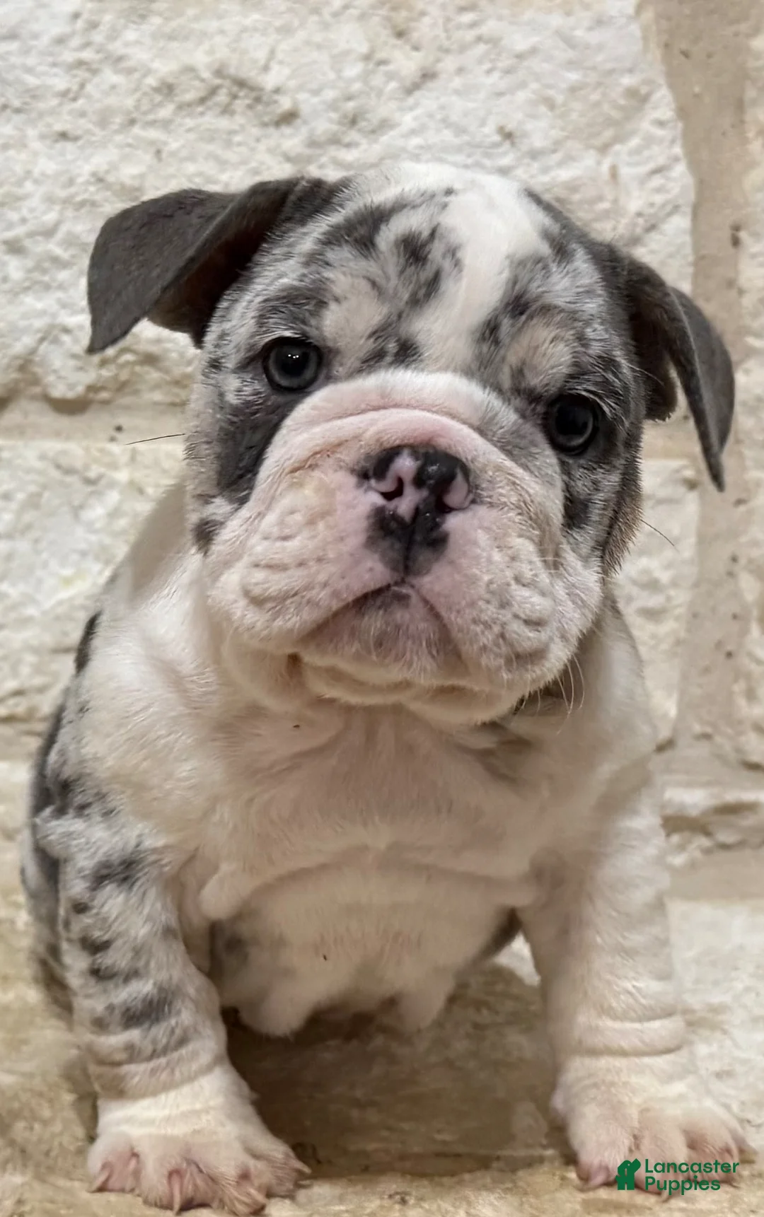 English Bulldog dogs for sale: Chase - Ad 1