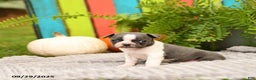 Boston Terrier dogs for sale: Kylie - Ad 12