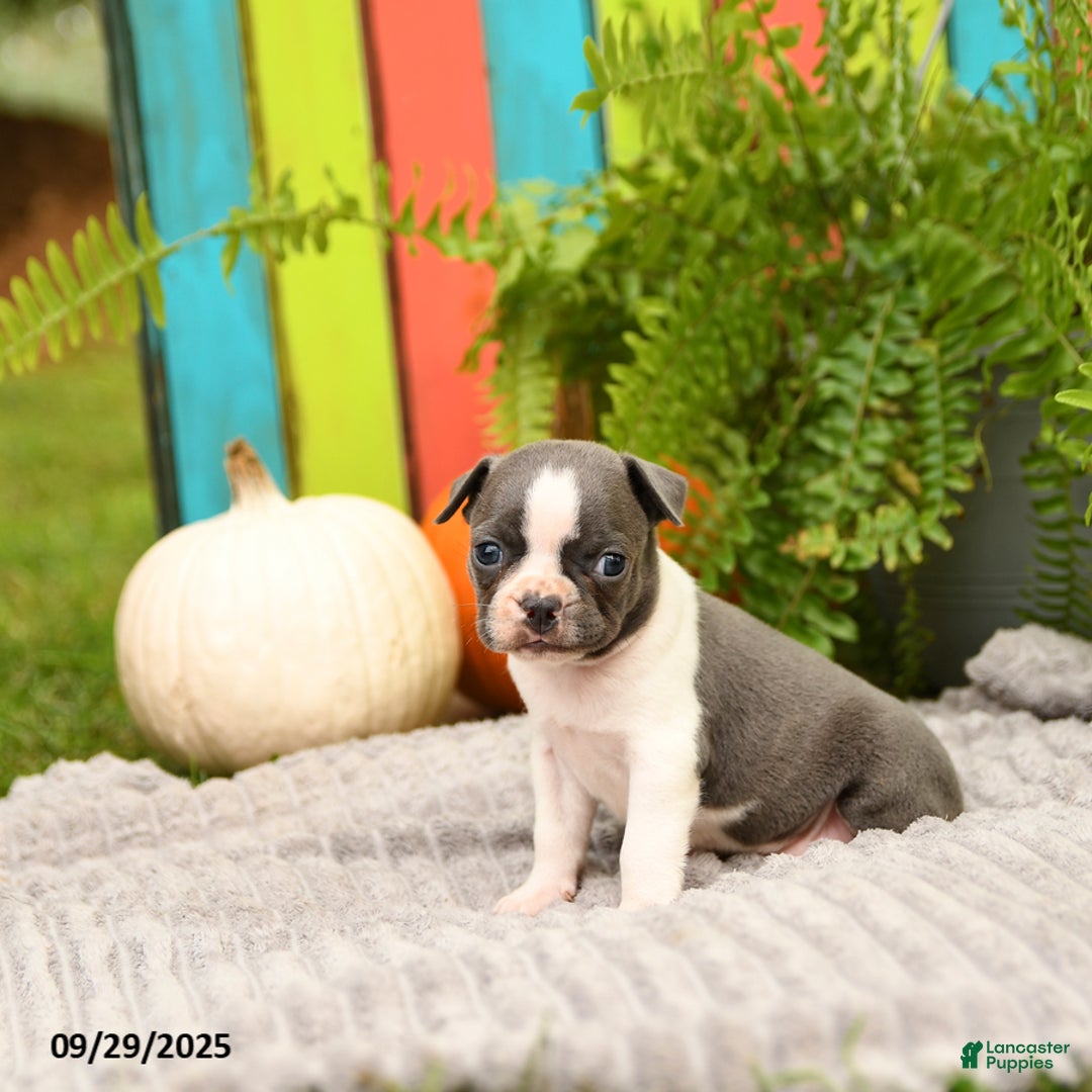Boston Terrier dogs for sale: Kylie - Ad 12