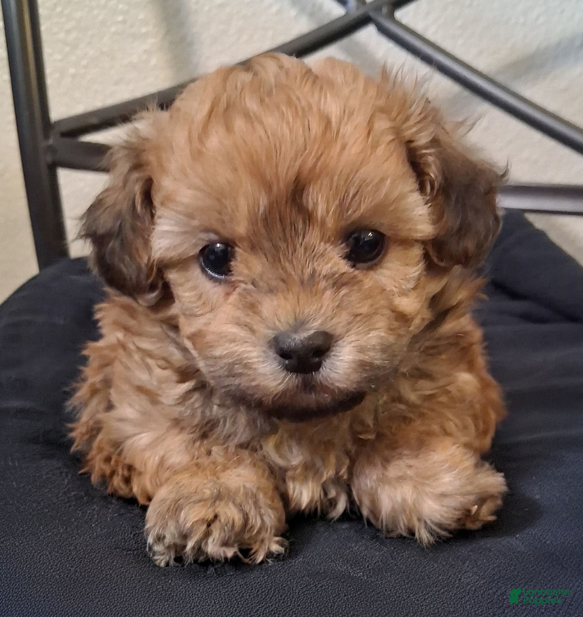 Shihpoo dogs Asa - Ad 8