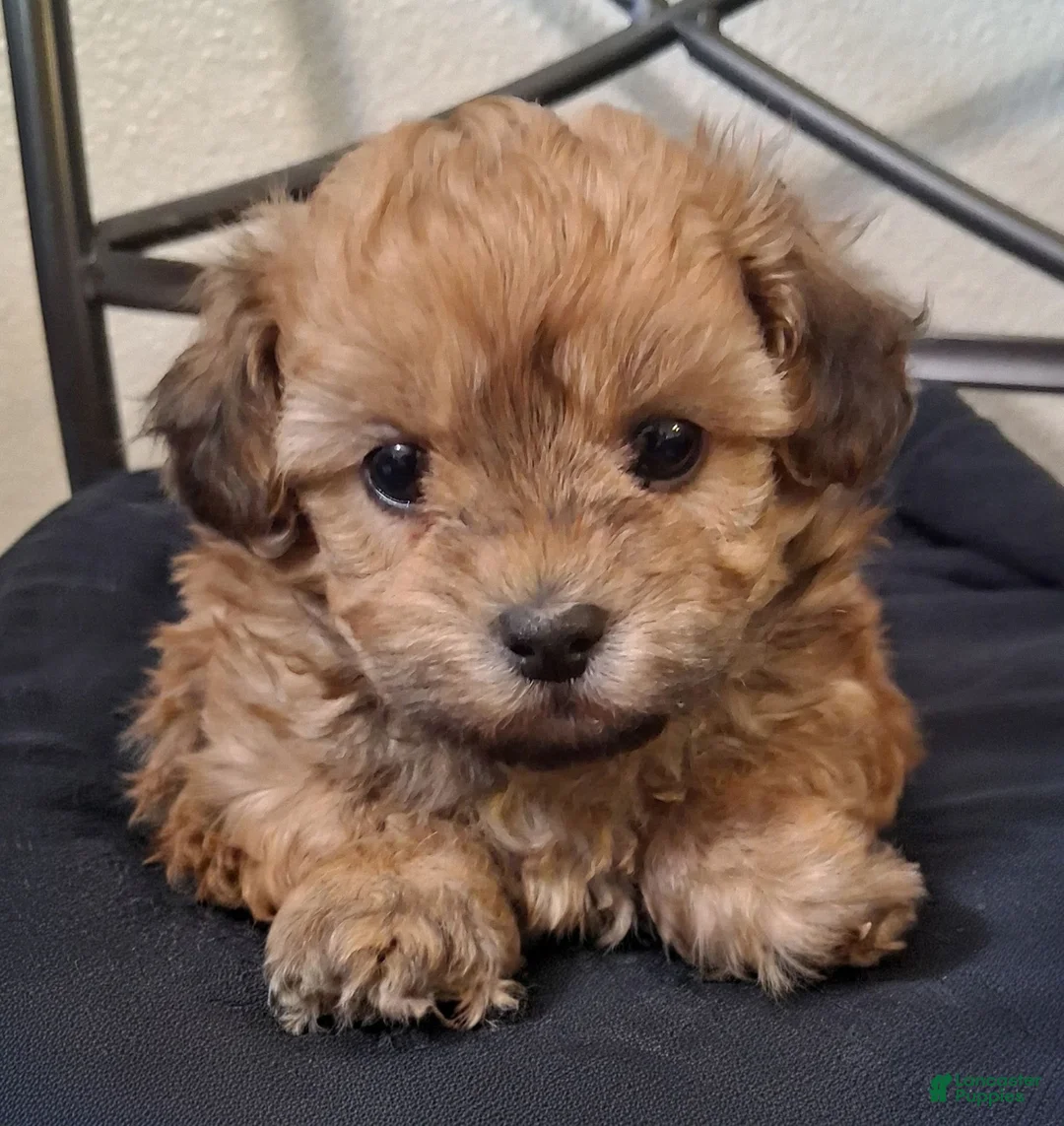 Shihpoo dogs for sale: Asa - Ad 1