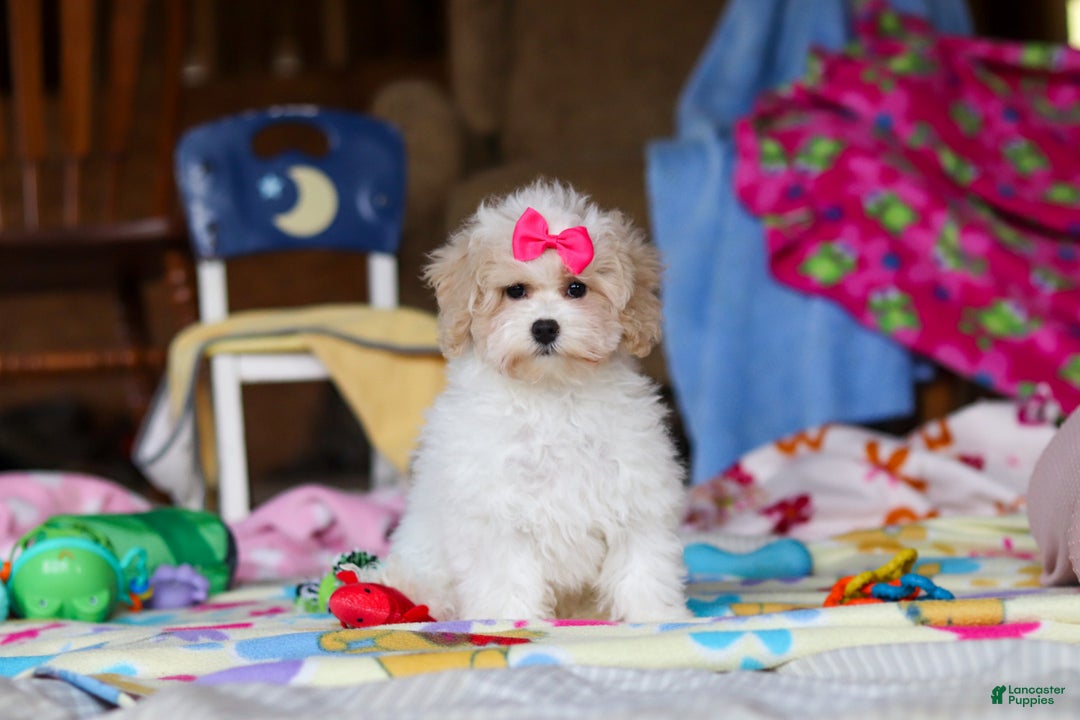 Havapoo dogs for sale: Cleo  - Ad 3