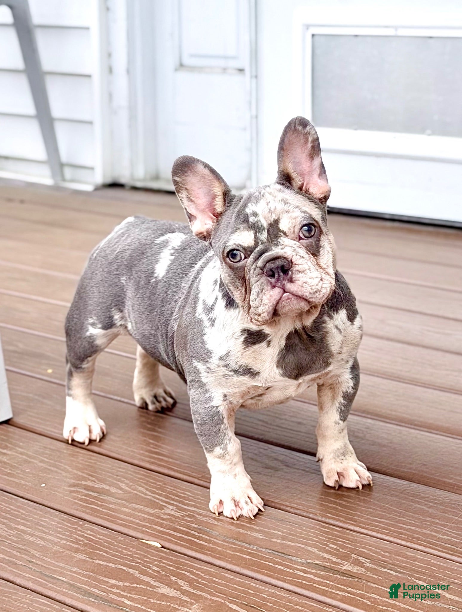 French Bulldog dogs Mellow - Ad 2