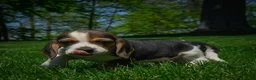 Beagle dogs for sale: Nash - Ad 4