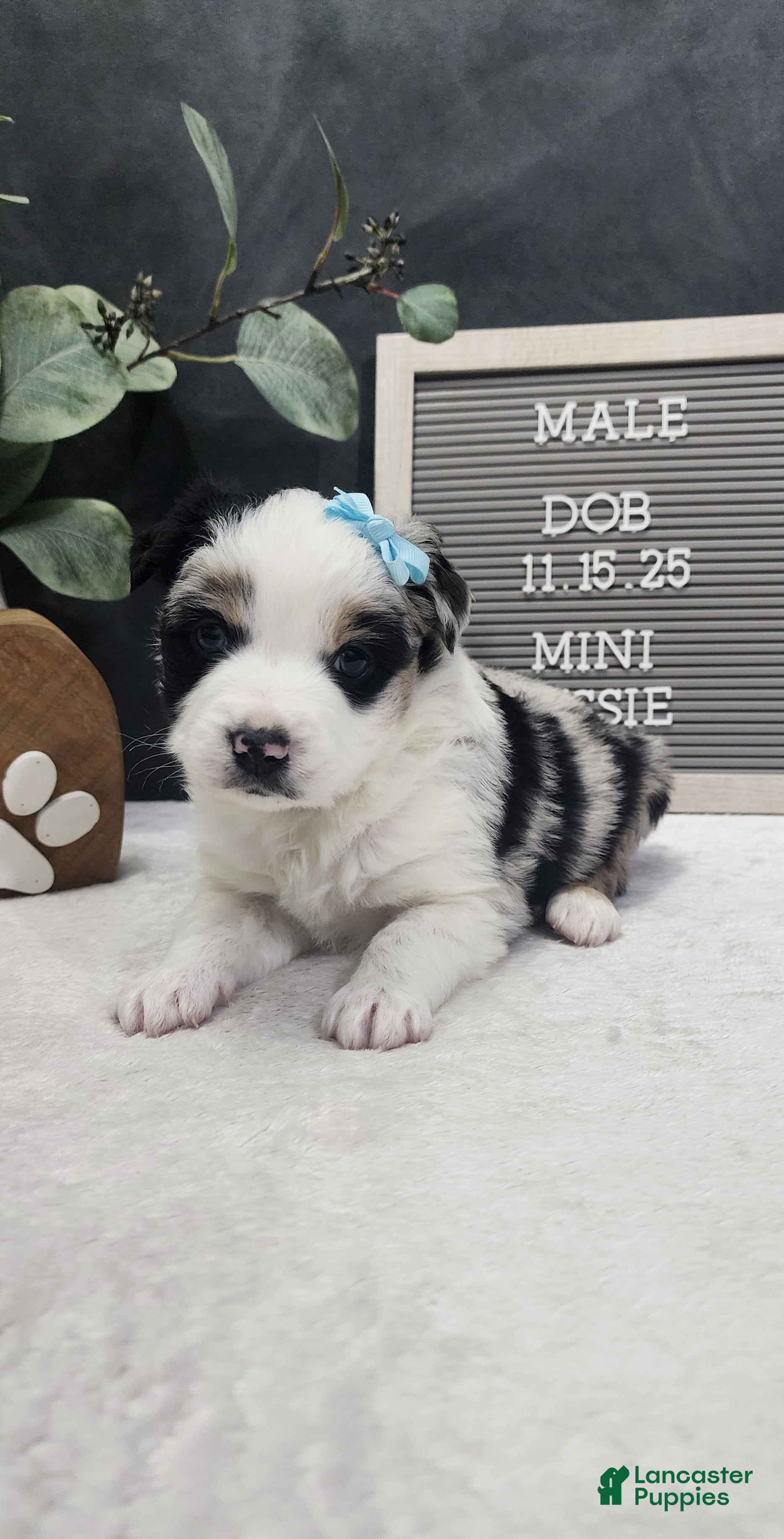Miniature Australian Shepherd dogs Charlie  - Ad 21