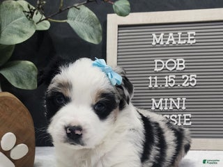 Miniature Australian Shepherd dogs Charlie - Ad 21