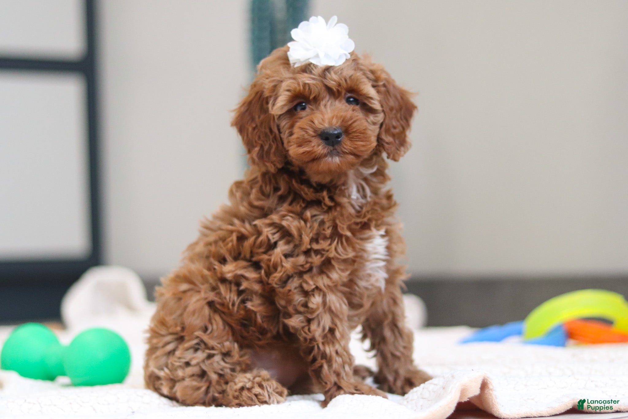 Mini Goldendoodle dogs Noli - Ad 1