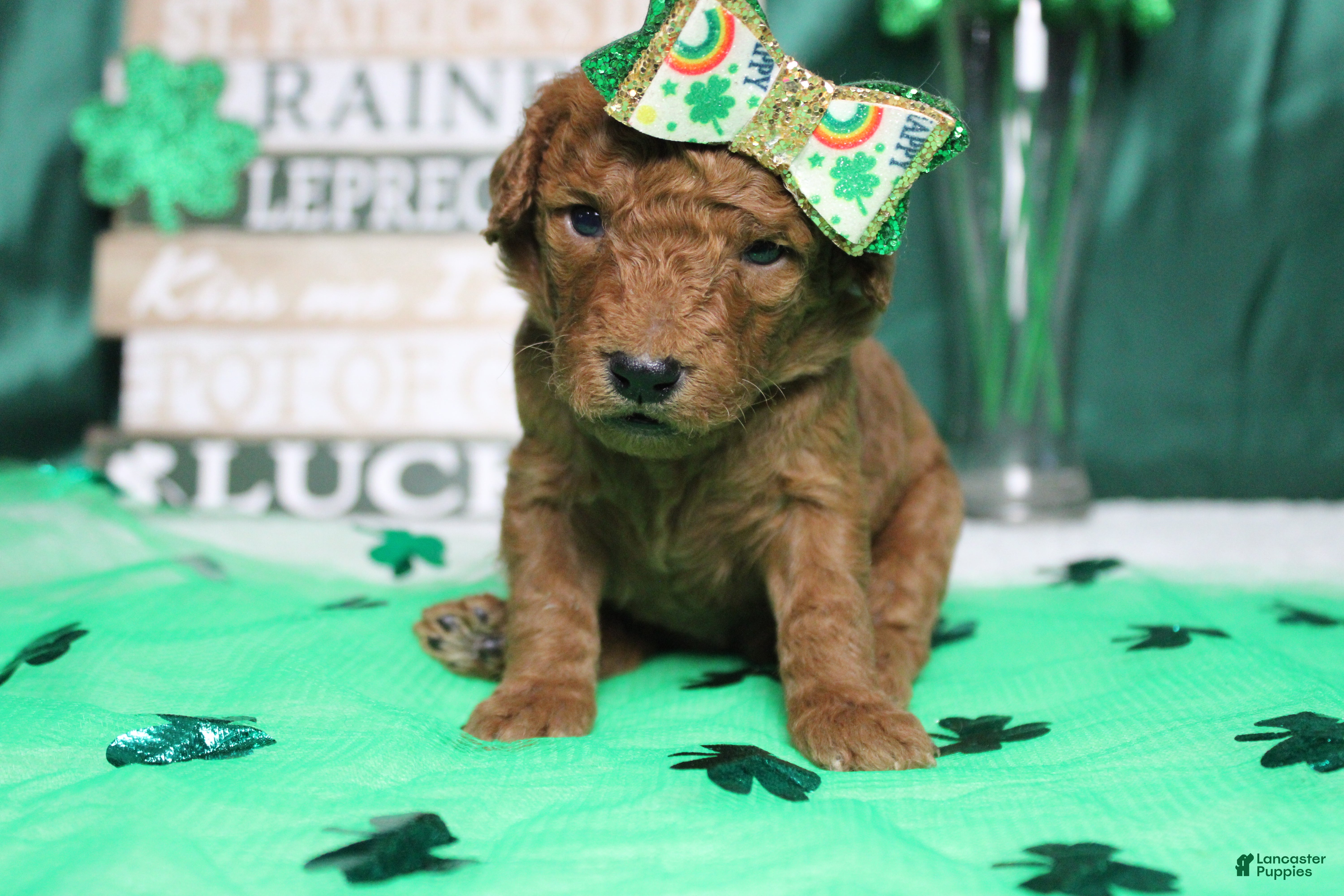 Goldendoodle dogs Pepper - Ad 33