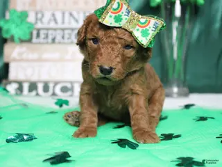 Goldendoodle dogs Pepper - Ad 33