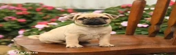 Pug dogs for sale: Pumpkin - Ad 3
