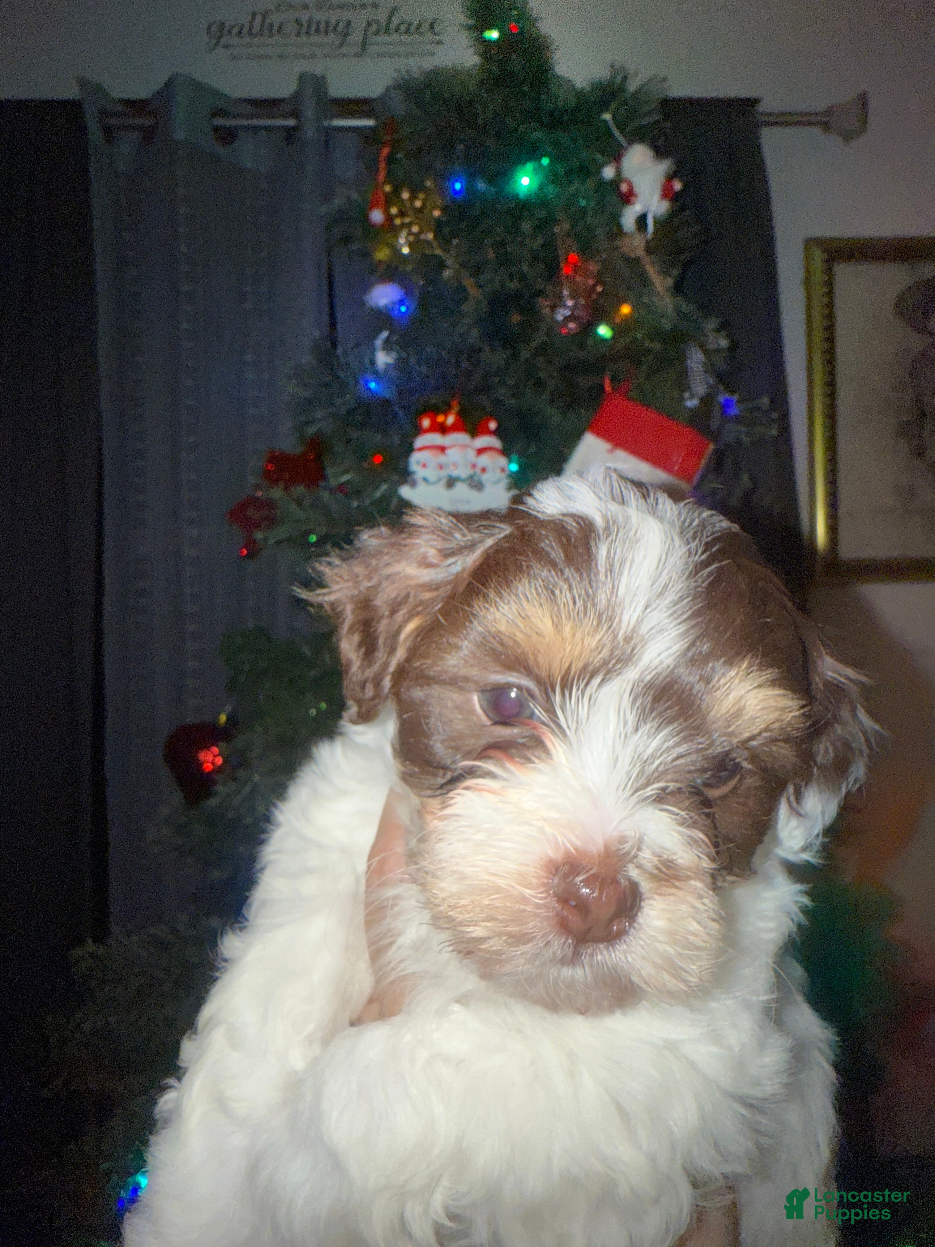 Mixed Breed dogs for sale: Buck - Ad 2