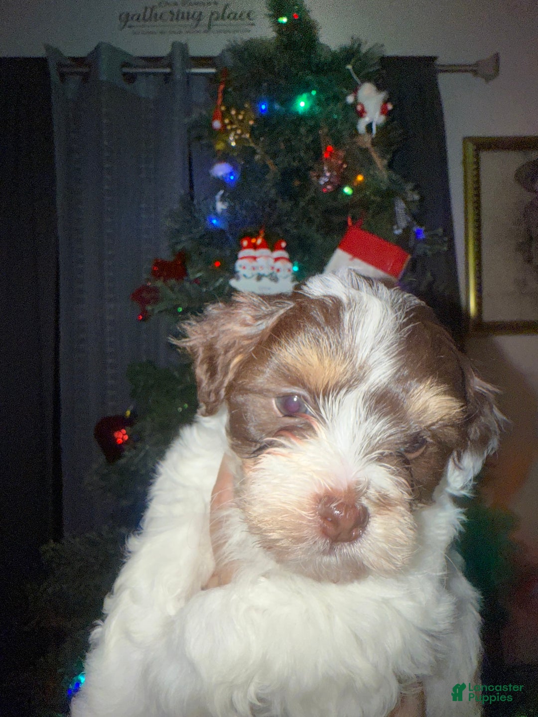 Mixed Breed dogs for sale: Buck - Ad 1