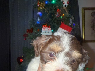 Mixed Breed dogs for sale: Buck - Ad 2