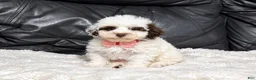 Toy Poodle dogs for sale: Koda - Ad 2